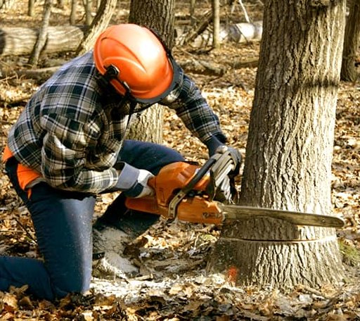 Tree Removal in Conner, MT